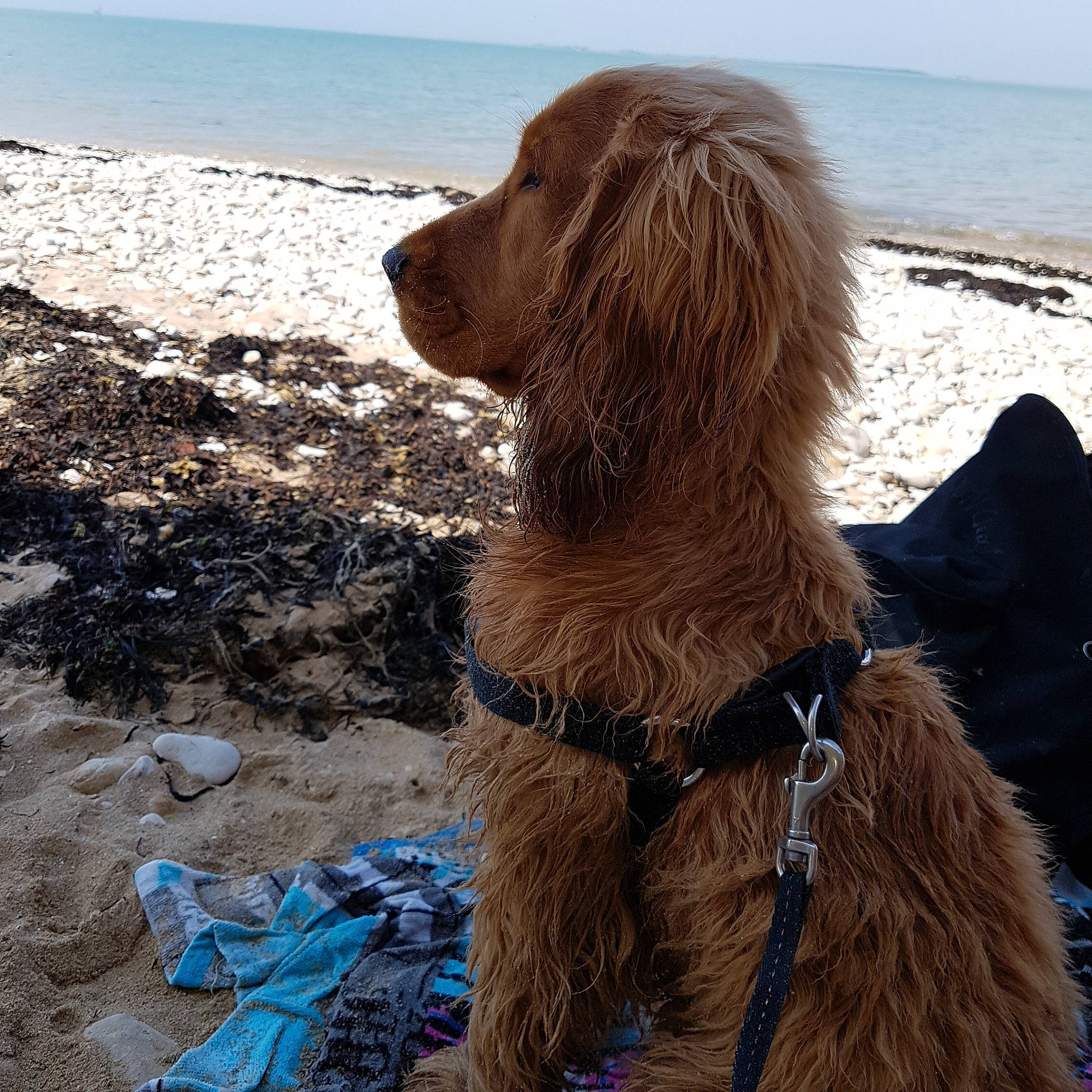 Perceval participe au concours pour gagner de l'argent avec cette photo : boykin_spaniel, canidae, carnivore, cocker_spaniel, dog, dog_breed, german_spaniel, irish_setter, liver, mammal, retriever, setter, spaniel, sporting_group, vertebrate