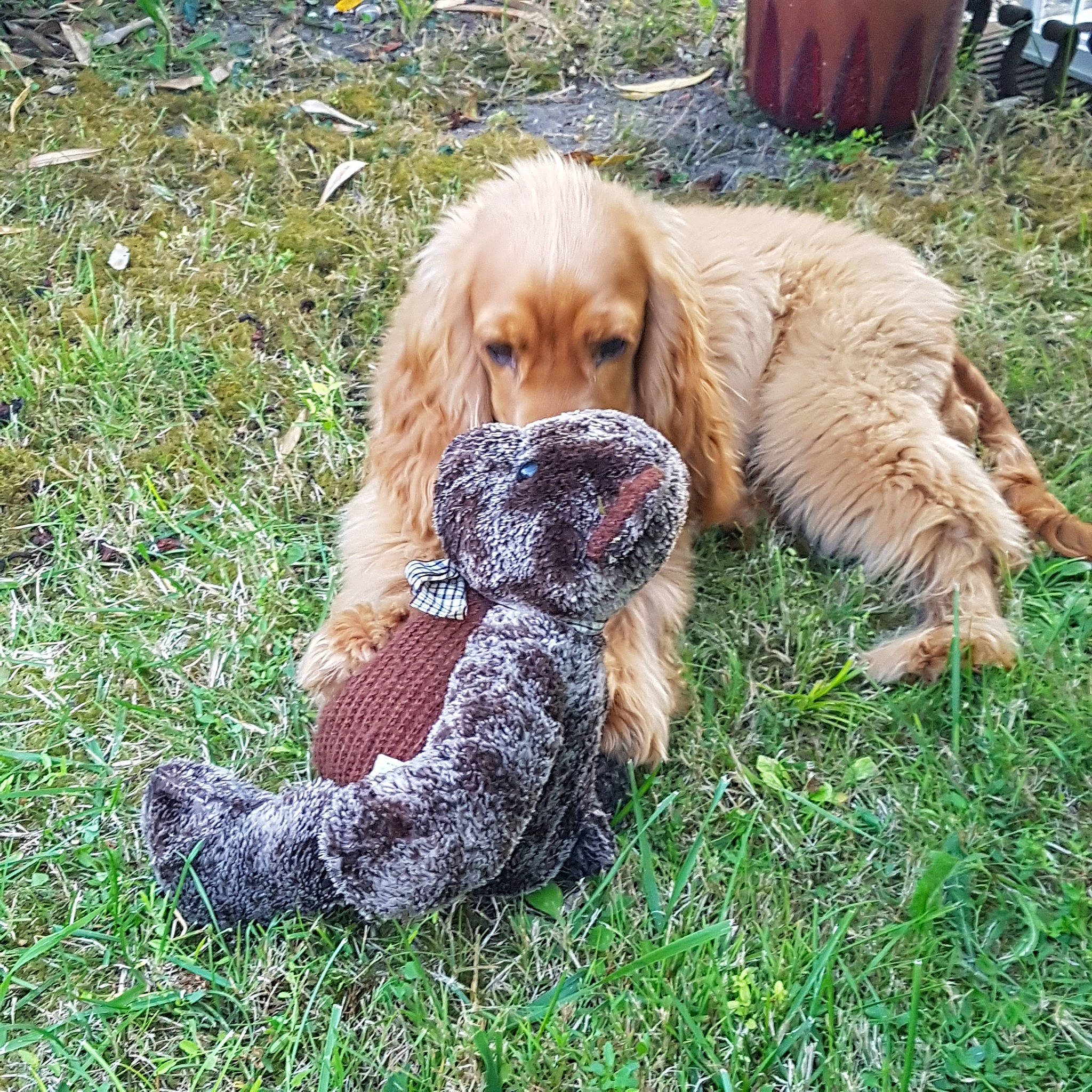 Perceval a rejoint le concours — aidez-le/la à gagner de superbes lots ! american_cocker_spaniel, canidae, carnivore, cocker_spaniel, companion_dog, dog, dog_breed, english_cocker_spaniel, fawn, field_spaniel, german_spaniel, golden_retriever, grass, mammal, rare_breed_dog, russian_spaniel, spaniel, sporting_group, sussex_spaniel, vertebrate