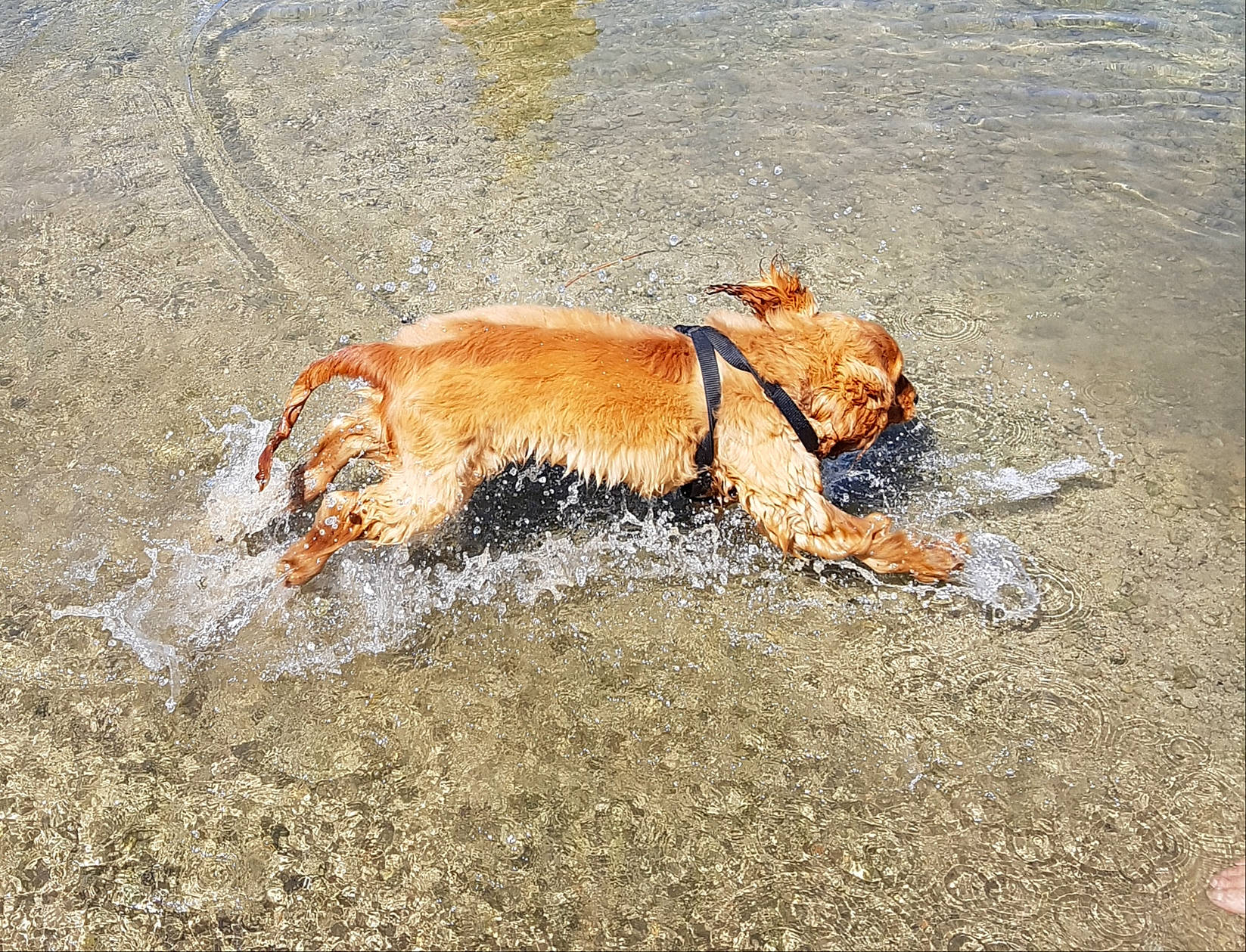 Perceval a rejoint le concours — aidez-le/la à gagner de superbes lots ! canidae, carnivore, dog, dog_breed, english_cocker_spaniel, golden_retriever, hunting_dog, nova_scotia_duck_tolling_retriever, portuguese_podengo, retriever, sporting_group, water