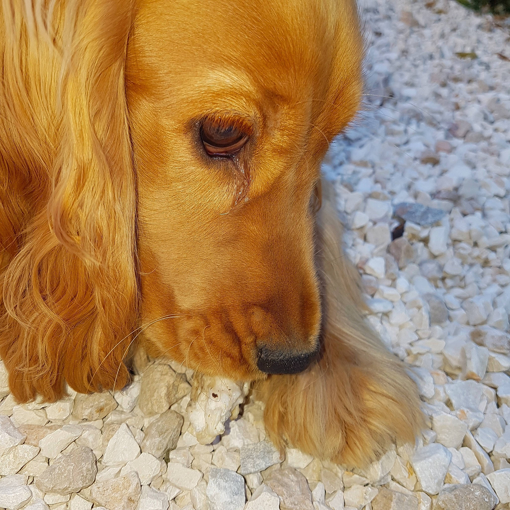 Perceval participe au concours pour gagner de l'argent avec cette photo : american_cocker_spaniel, canidae, caramel_color, carnivore, cocker_spaniel, companion_dog, dog, dog_breed, english_cocker_spaniel, fawn, golden_retriever, mammal, rare_breed_dog, snout, spaniel, sporting_group