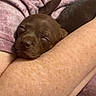 Bear is registered to the contest to win money with this photo: puppy, dog, sleeping, brown, cozy, blanket, human_arm, resting, cute, pet, close_up, fur, indoors, relaxation, comfort, snuggling, animal, nap, soft, young