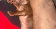 Bear joined the competition — help win amazing prizes! puppy, dog, brown, sleeping, relaxed, couch, furniture, indoor, person, leg, red_clothing, black_clothing, pet, canine, resting, cute, animal, snuggle, cozy, home