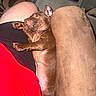 puppy, dog, brown, sleeping, relaxed, couch, furniture, indoor, person, leg, red_clothing, black_clothing, pet, canine, resting, cute, animal, snuggle, cozy, home