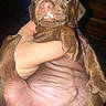 Bear joined the competition — help win amazing prizes! puppy, dog, brown, closeup, cute, sleepy, wrinkly, nose, milk, drool, hand, pet, animal, young, fur, indoor, adorable, small, mammal, face