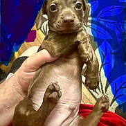 Bear is registered to the contest to win money with this photo: puppy, dog, brown_dog, pet, animal, cute, small_dog, hand, human_hand, indoor, carpet, red_shirt, paw, fur, looking_up, adorable, young_dog, pet_owner, mammal, companion