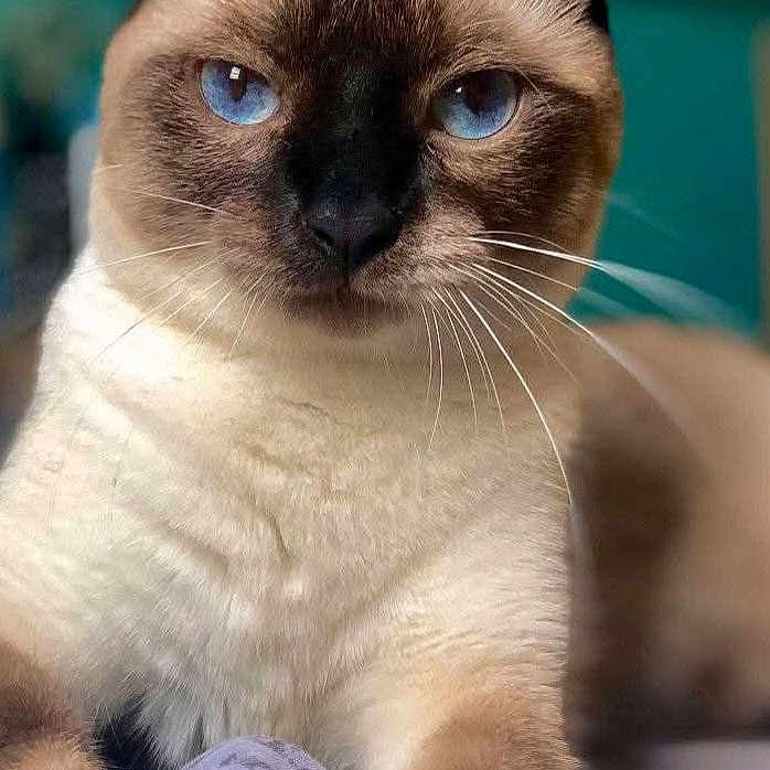 Taïyla participe au concours pour gagner de l'argent avec cette photo : animal, cat, pet, siamese