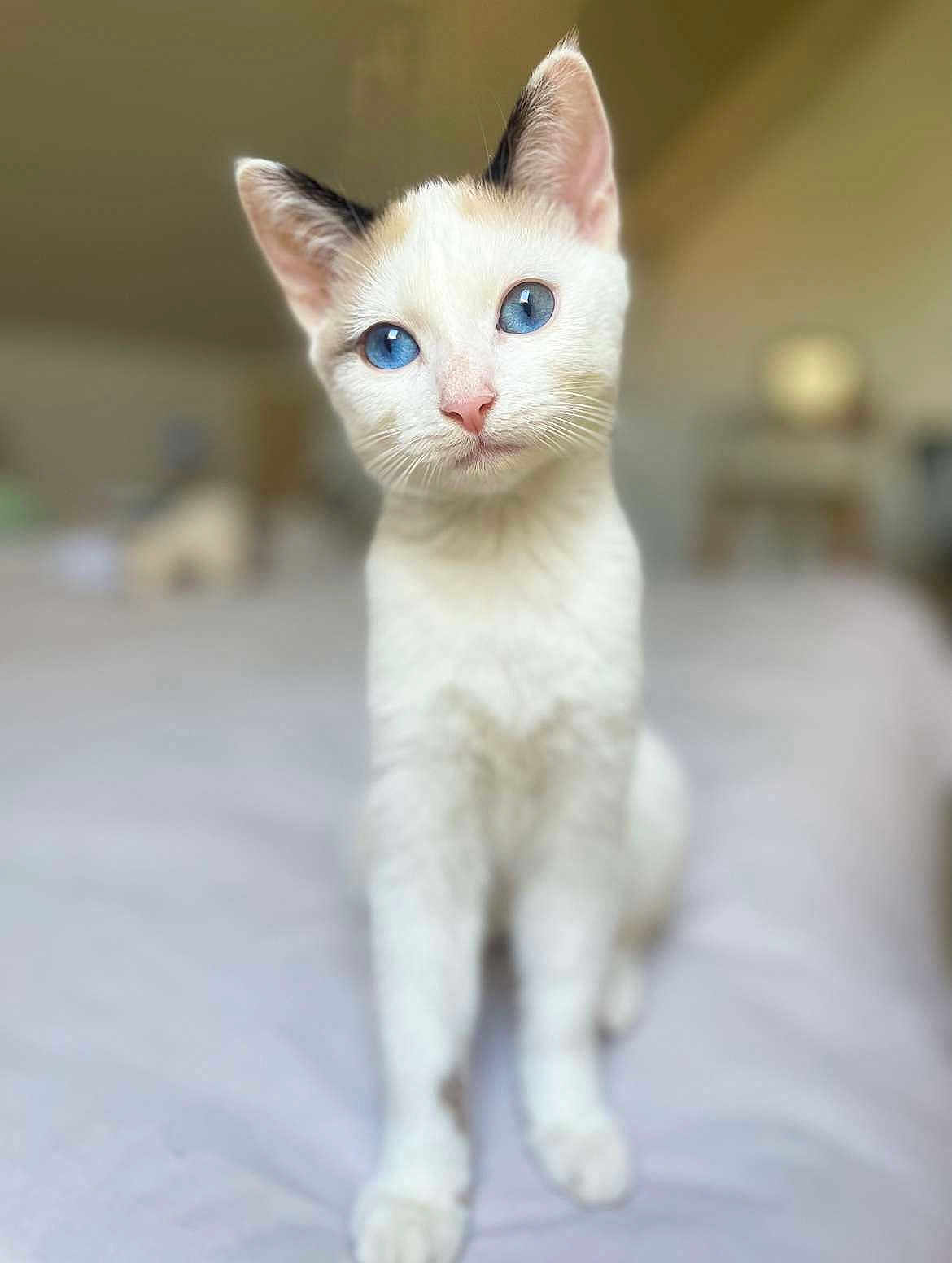 Ilaïya