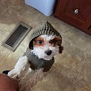 Shyloh joined the competition — help win amazing prizes! dog, puppy, hoodie, knitted_clothing, indoor, tile_floor, curious, pet, small_dog, brown_and_white, looking_up, cozy, cute, canine, domestic_animal, floor_vent, cabinet, home, companion, animal