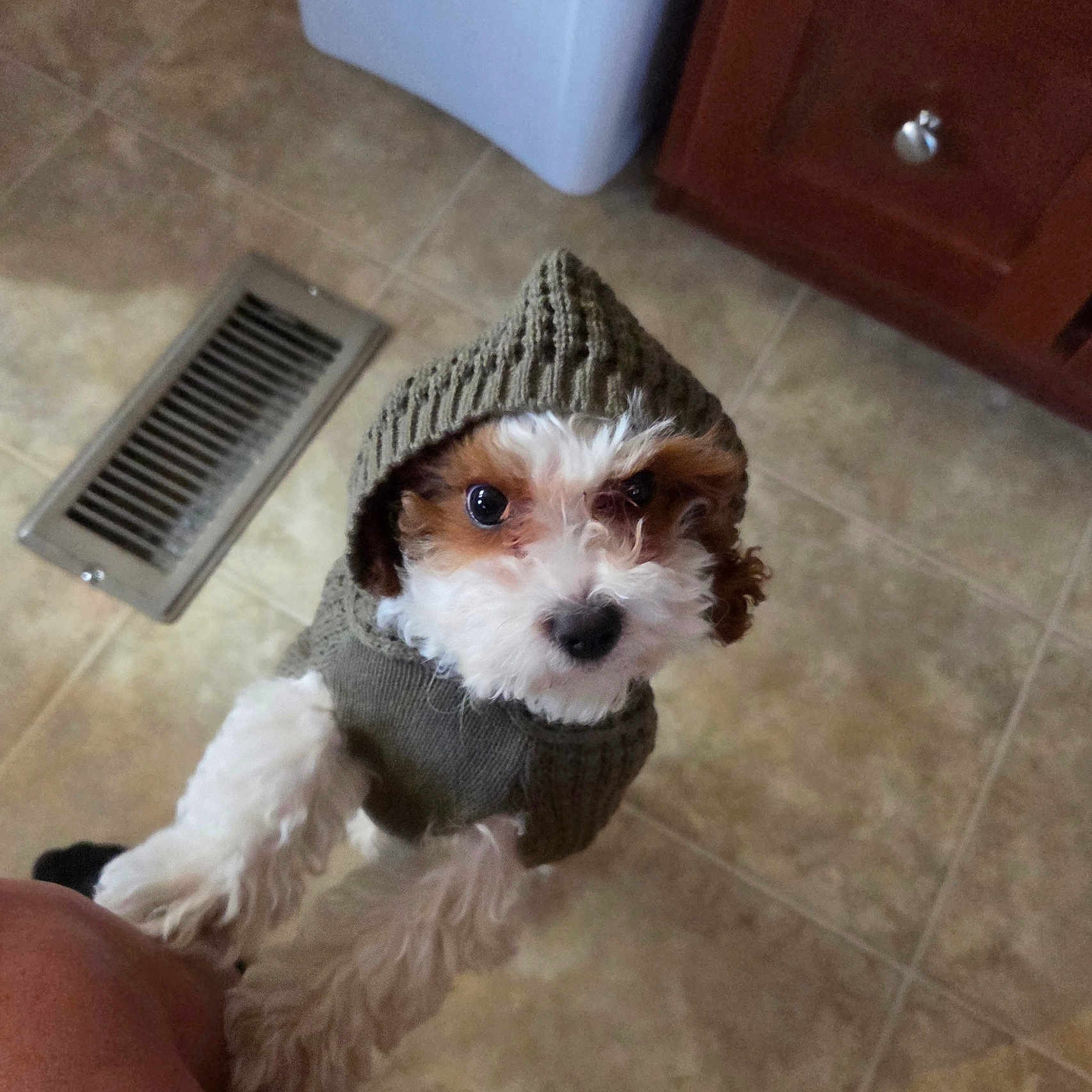 Shyloh joined the competition — help win amazing prizes! animal, brown_and_white, cabinet, canine, companion, cozy, curious, cute, dog, domestic_animal, floor_vent, home, hoodie, indoor, knitted_clothing, looking_up, pet, puppy, small_dog, tile_floor