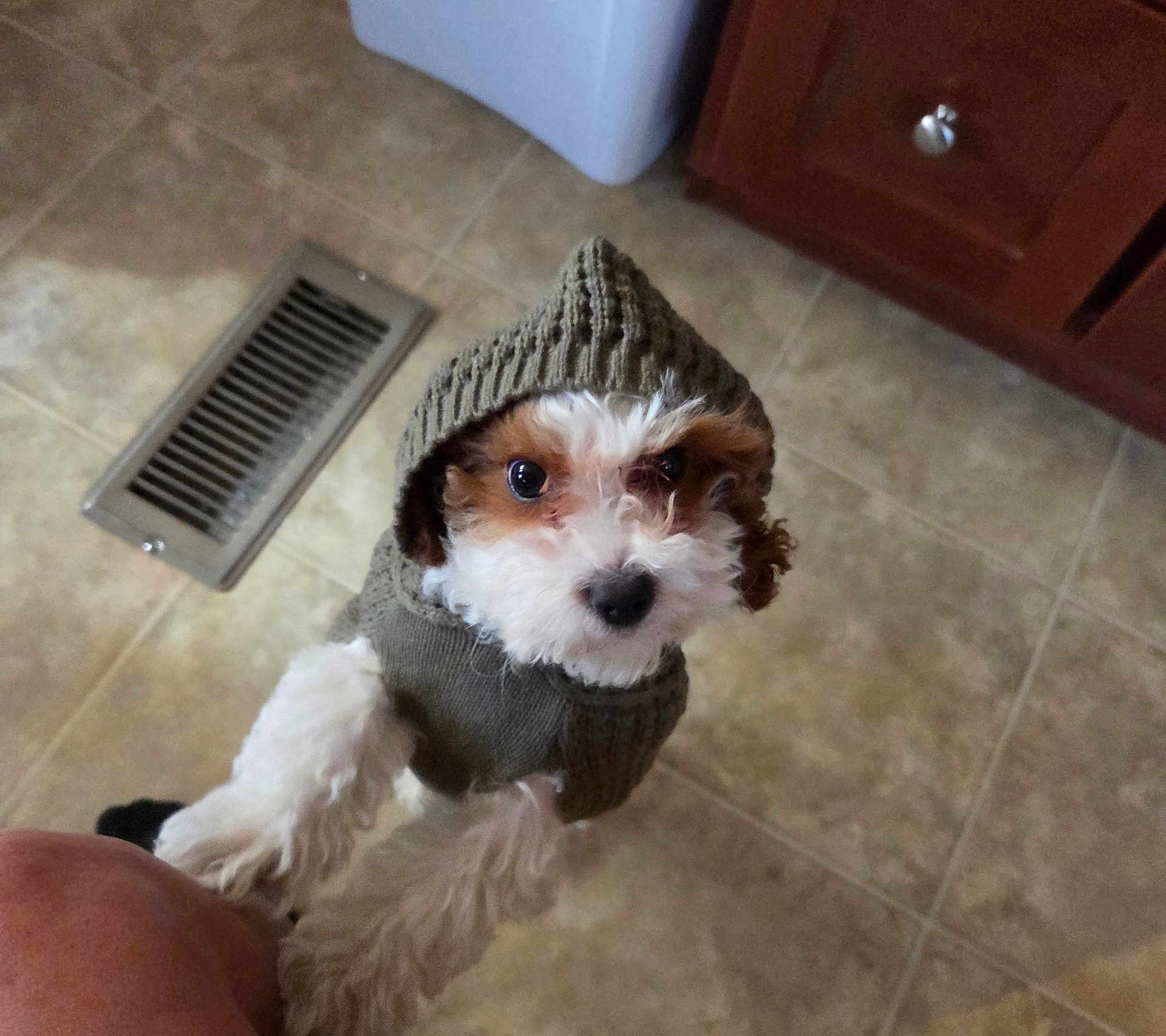 Shyloh joined the competition — help win amazing prizes! dog, puppy, hoodie, knitted_clothing, indoor, tile_floor, curious, pet, small_dog, brown_and_white, looking_up, cozy, cute, canine, domestic_animal, floor_vent, cabinet, home, companion, animal