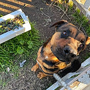 Spring is registered to the contest to win money with this photo: dog, canine, pet, close_up, portrait, brown_black_coat, nose, eyes, leash, fence, backyard, garden, grass, soil, sunlight, shadow, curious, happy, outdoor, playful