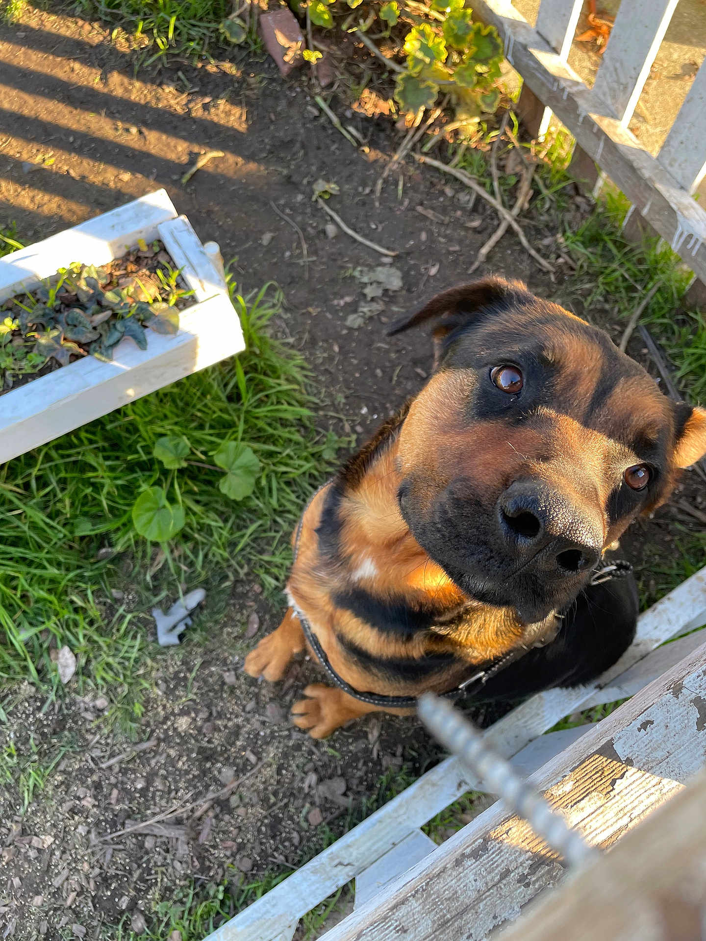 Spring is registered to the contest to win money with this photo: dog, canine, pet, close_up, portrait, brown_black_coat, nose, eyes, leash, fence, backyard, garden, grass, soil, sunlight, shadow, curious, happy, outdoor, playful