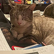 Milo joined the competition — help win amazing prizes! cat, tabby_cat, pet, sleeping, indoor, home, homework, paper, notebook, backpack, shelf, clutter, cozy, whiskers, collar, paw, desk, study_space, stationery, cute