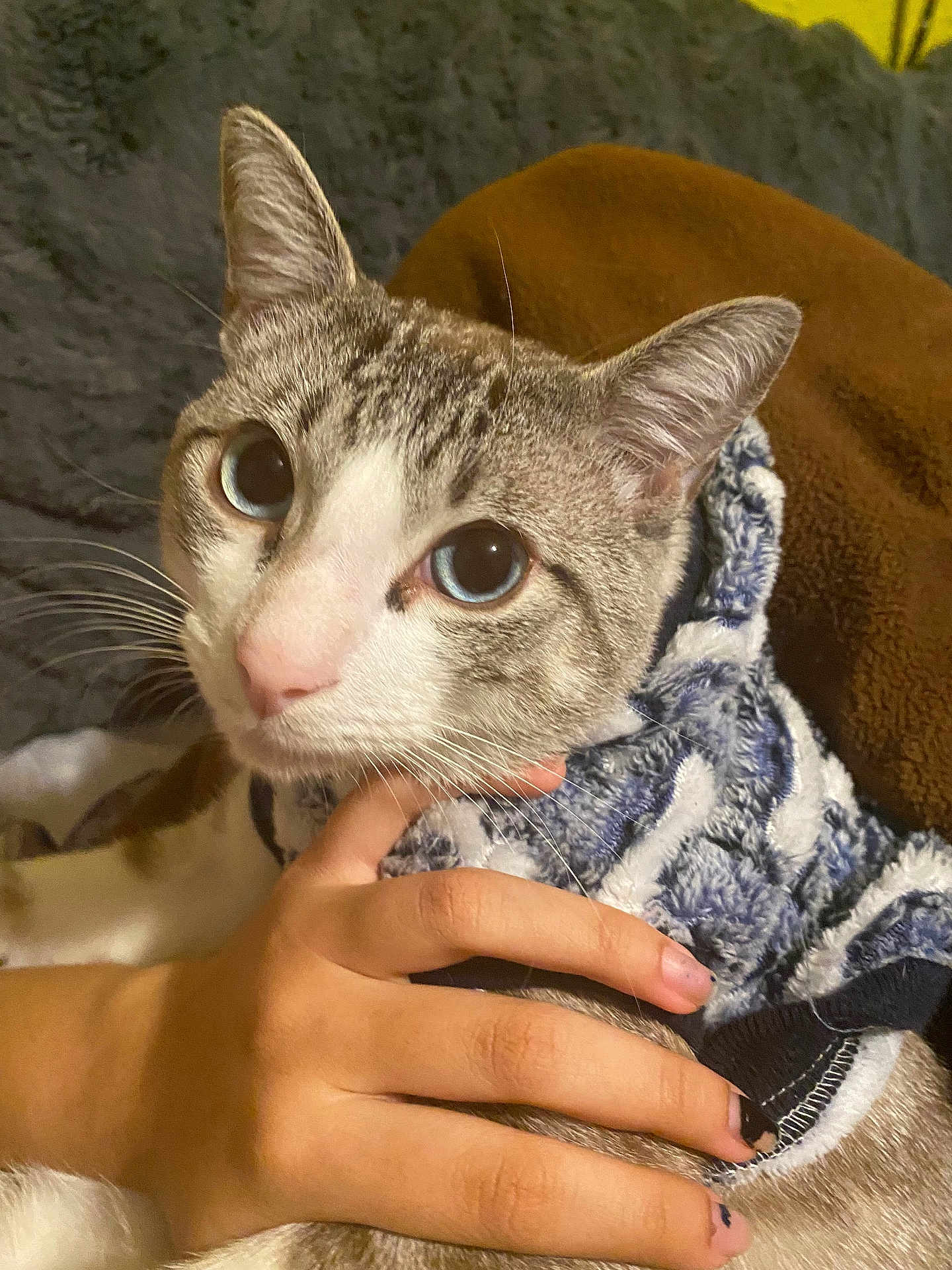Milo is registered to the contest to win money with this photo: cat, feline, pet, tabby, blue_eyes, whiskers, pink_nose, ears, human_hand, painted_nails, sweater, blanket, cozy, close_up, portrait, indoor, cuddling, fur, looking_up, soft_fabric