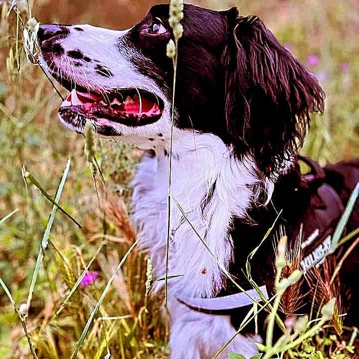 Shadow a rejoint le concours — aidez-le/la à gagner de superbes lots ! animal, black_and_white, canine, dog, ears, field, fur, grass, happy, harness, leash, nature, open_mouth, outdoor, pet, side_view, snout, summer, tongue, wildflowers
