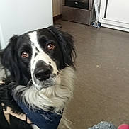 Shadow participe au concours pour gagner de l'argent avec cette photo : dog, black_and_white, bandana, kitchen, floor, oven, appliance, jeans, denim, pet, indoor, curious, brown_eyes, fur, animal, domestic, home, casual, looking_up, companion