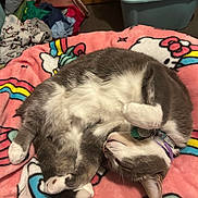 Dasha is registered to the contest to win money with this photo: blanket, cat, collar, colorful, cozy, curled_up, cute, cute_pet, domestic_cat, feline, fur, gray_cat, hello_kitty, indoor, paw, pet, resting, sleeping, soft, white_cat