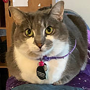 Dasha is registered to the contest to win money with this photo: animal, bell, cat, close_up, collar, curious, domestic_cat, feline, fur, grey_cat, household, indoor, looking, pet, purple_collar, resting, tag, whiskers, white_fur, yellow_eyes