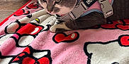 Dasha is registered to the contest to win money with this photo: animal, blanket, cat, comfort, cozy, cute, domestic_cat, emotional_support_harness, feline, floor, fur, gray_cat, hello_kitty_blanket, indoor, paws, pet_accessory, relaxed, resting, whiskers, white_cat