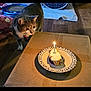 animal, birthday, cake, candle, cardboard_box, cat, celebration, collar, curious, domestic, feline, food, indoor, lighting, pet, plate, table, towel, toy, wooden_floor