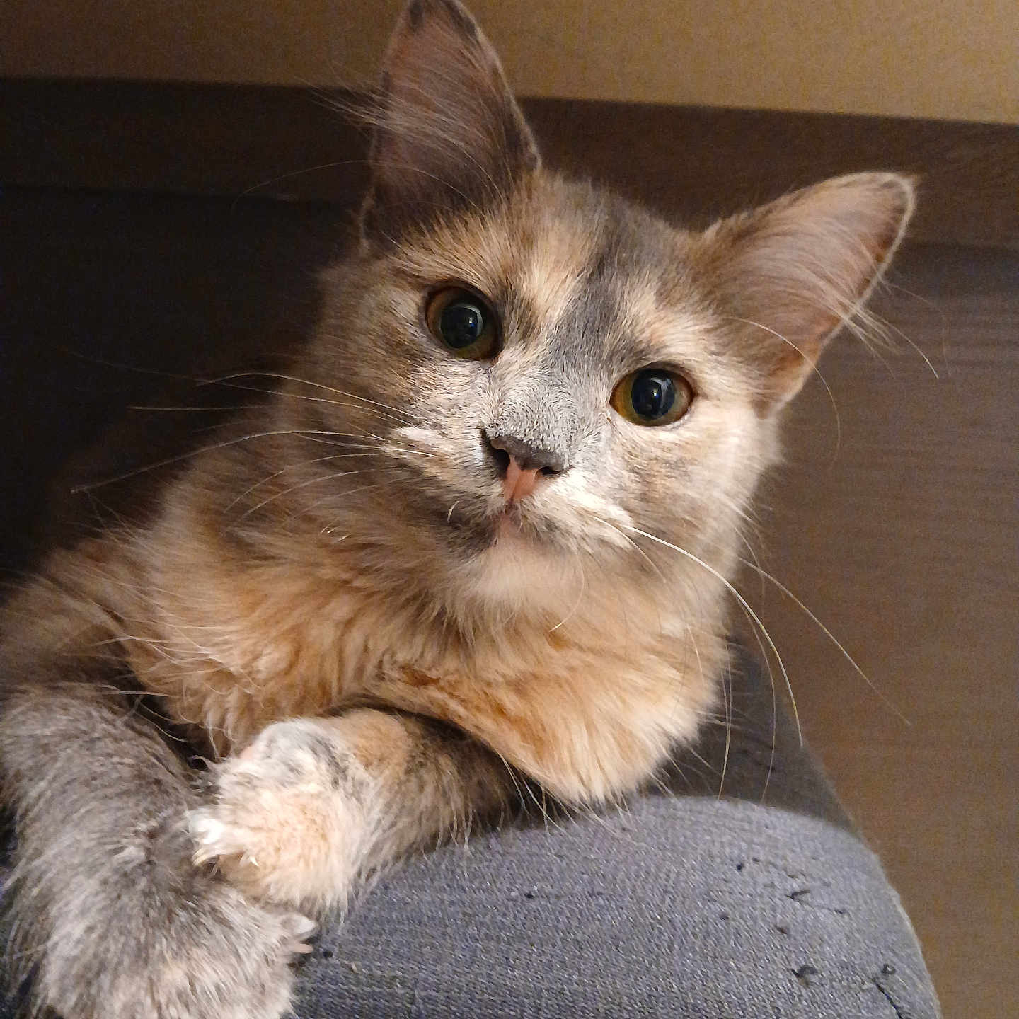 Chessie Grace is registered to the contest to win money with this photo: abyssinian, angora, animal, armchair, brasssection, cat, chair, couch, cushion, furniture, homedecor, horn, kitten, manx, musicalinstrument, pet, siamese