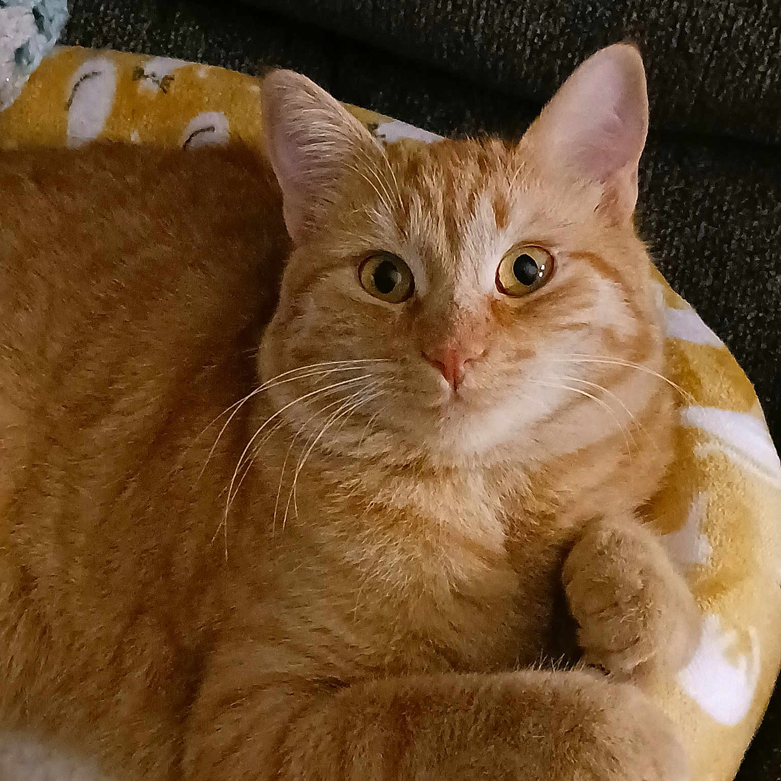 Oliver Jack