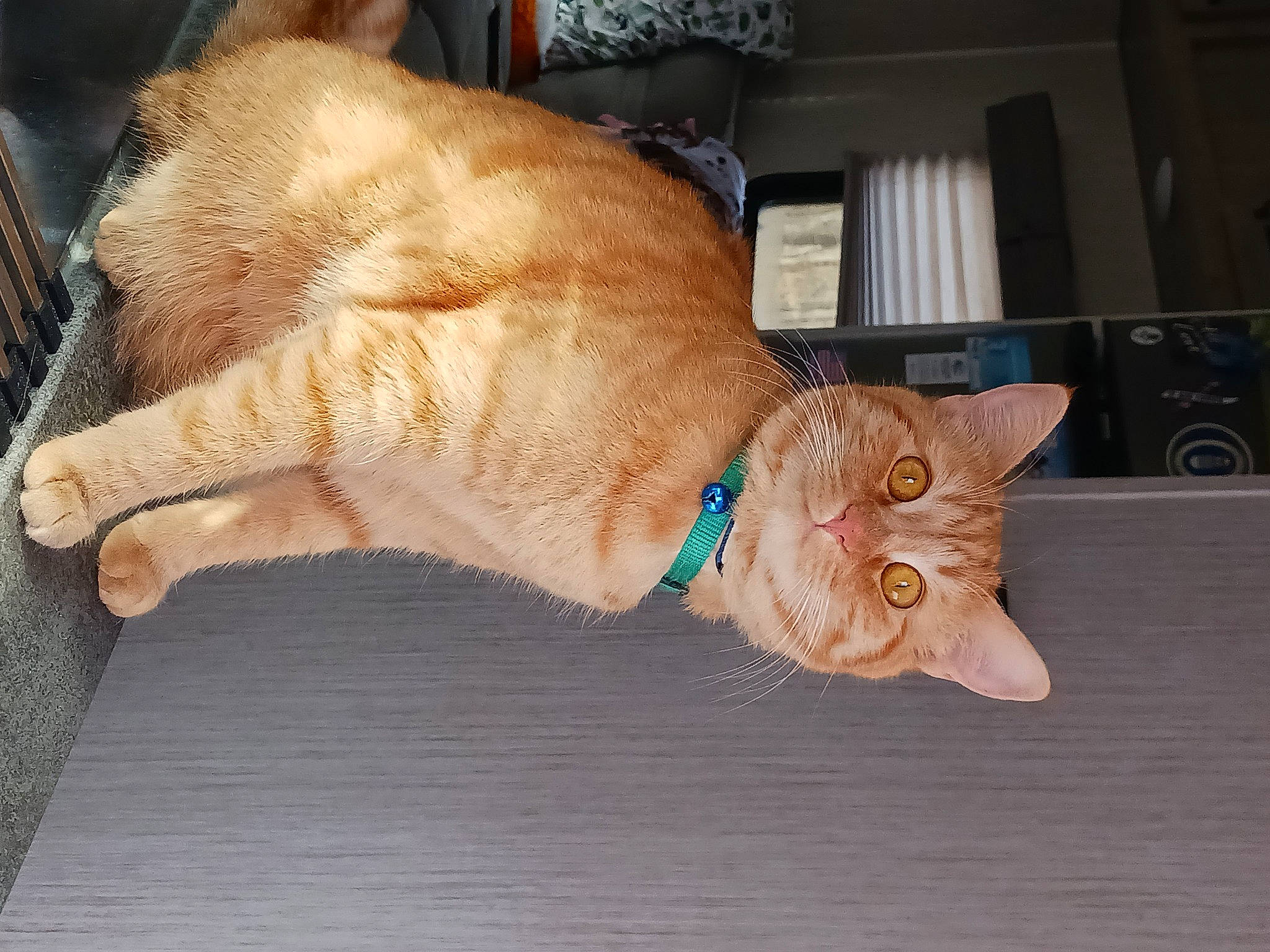 Oliver Jack joined the competition — help win amazing prizes! carnivore, cat, claw, collar, domestic_short_haired_cat, fawn, felidae, foot, fur, gesture, human_leg, paw, small_to_medium_sized_cats, snout, sporting_group, tail, toe, whiskers, window, wood