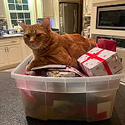 Peanut joined the competition — help win amazing prizes! cat, ginger_cat, plastic_bin, gift_wrap, holiday, present, kitchen, countertop, window, cabinet, refrigerator, microwave, indoor, pet, feline, domestic_cat, orange_cat, relaxed, container, home