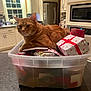 cat, ginger_cat, plastic_bin, gift_wrap, holiday, present, kitchen, countertop, window, cabinet, refrigerator, microwave, indoor, pet, feline, domestic_cat, orange_cat, relaxed, container, home