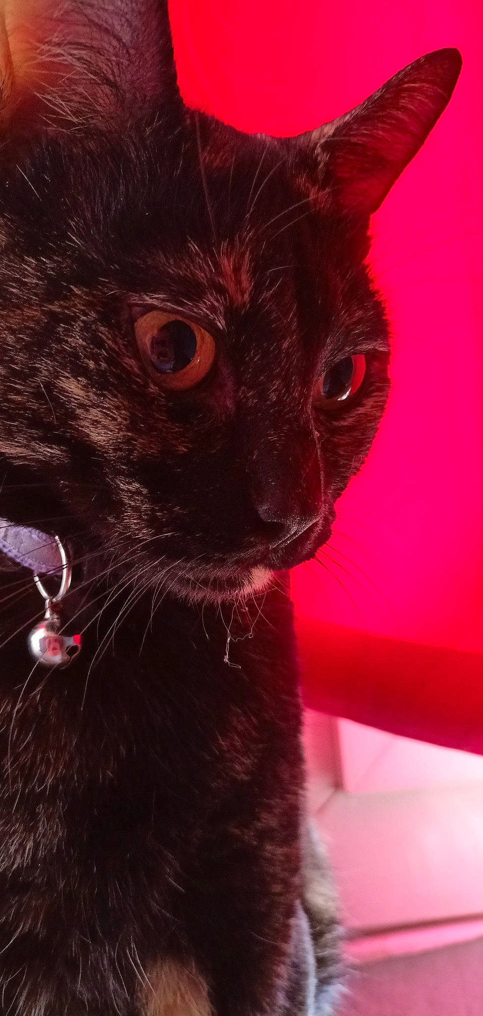 Isis participe au concours pour gagner de l'argent avec cette photo : black_cat, bombay, carmine, carnivore, cat, claw, domestic_short_haired_cat, ear, eye, felidae, fur, iris, mammal, paw, red, small_to_medium_sized_cats, snout, tail, whiskers, window