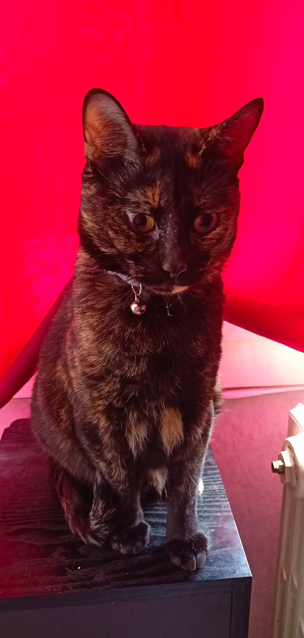 Isis participe au concours pour gagner de l'argent avec cette photo : black_cat, bombay, carmine, carnivore, cat, claw, domestic_short_haired_cat, eye, felidae, fur, havana_brown, human_leg, liver, paw, small_to_medium_sized_cats, snout, tail, terrestrial_animal, whiskers, window