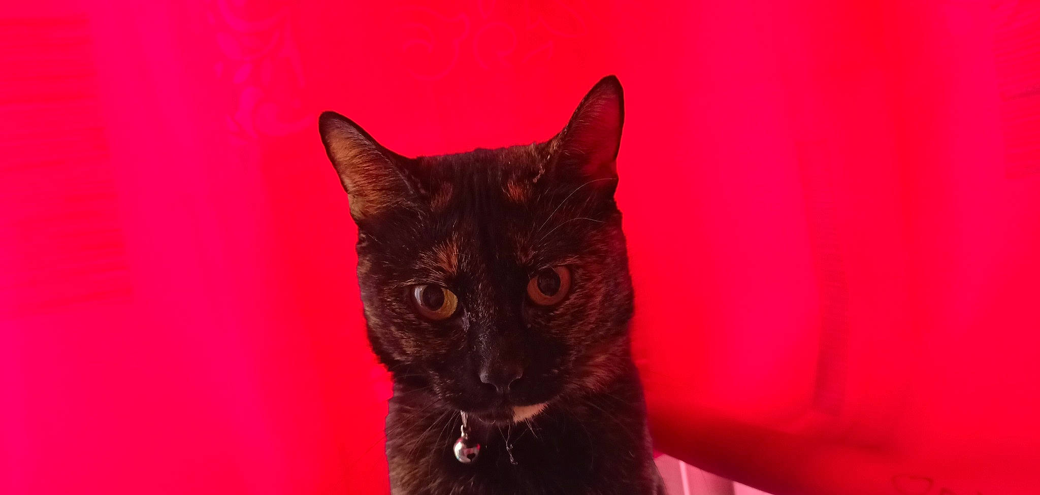 Isis a rejoint le concours — aidez-le/la à gagner de superbes lots ! black_cat, bombay, carmine, carnivore, cat, close_up, darkness, domestic_short_haired_cat, ear, fawn, felidae, fur, magenta, plant, small_to_medium_sized_cats, snout, terrestrial_animal, tree, whiskers, window