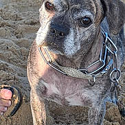 Finn participe au concours pour gagner de l'argent avec cette photo : dog, pet, sand, collar, leash, closeup, outdoor, animal, canine, fur, ears, eyes, snout, paw, beach, footwear, sandal, texture, daylight, curious