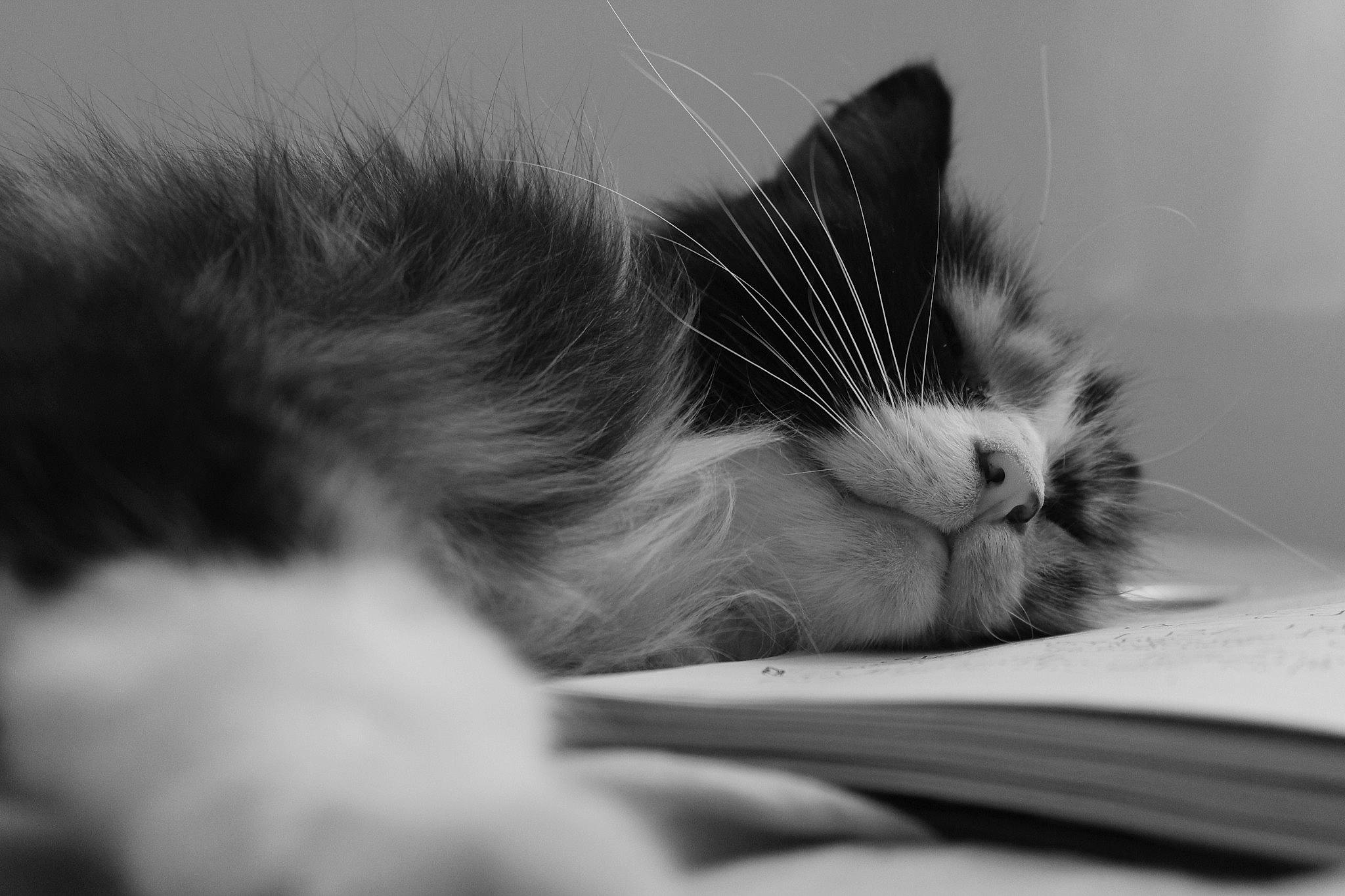 Gizmo participe au concours pour gagner de l'argent avec cette photo : black, black_and_white, carnivore, cat, close_up, comfort, domestic_short_haired_cat, felidae, fur, grey, monochrome_photography, small_to_medium_sized_cats, snout, terrestrial_animal, whiskers, white