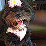 dog, black_dog, fluffy, pet, bow, flower_bow, bandana, pink_bandana, tongue_out, happy, sitting, indoors, couch, living_room, fur, cute, smiling, small_dog, domestic_animal, companion