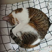 Ruby is registered to the contest to win money with this photo: animal, bedroom, brown, cat, checkered, cozy, curled_up, cute, domestic_animal, feline, fur, indoor, pet, pillow, relaxation, resting, sleeping, striped, tail, white