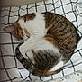 animal, bedroom, brown, cat, checkered, cozy, curled_up, cute, domestic_animal, feline, fur, indoor, pet, pillow, relaxation, resting, sleeping, striped, tail, white