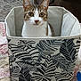 animal, basket, cat, container, cozy, curious, domestic, ears, eyes, fabric_basket, floor, furniture, home, indoor, leaf_pattern, pet, rug, sitting, whiskers, white_and_brown
