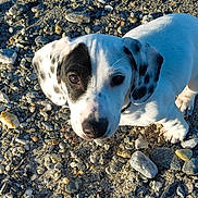 Scott participe au concours pour gagner de l'argent avec cette photo : animal, black_spots, close_up, cute, daylight, dog, ears, eyes, fur, looking_up, mammal, nature, nose, outdoor, pet, puppy, rocky_ground, small, white, young_dog