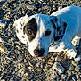 animal, black_spots, close_up, cute, daylight, dog, ears, eyes, fur, looking_up, mammal, nature, nose, outdoor, pet, puppy, rocky_ground, small, white, young_dog