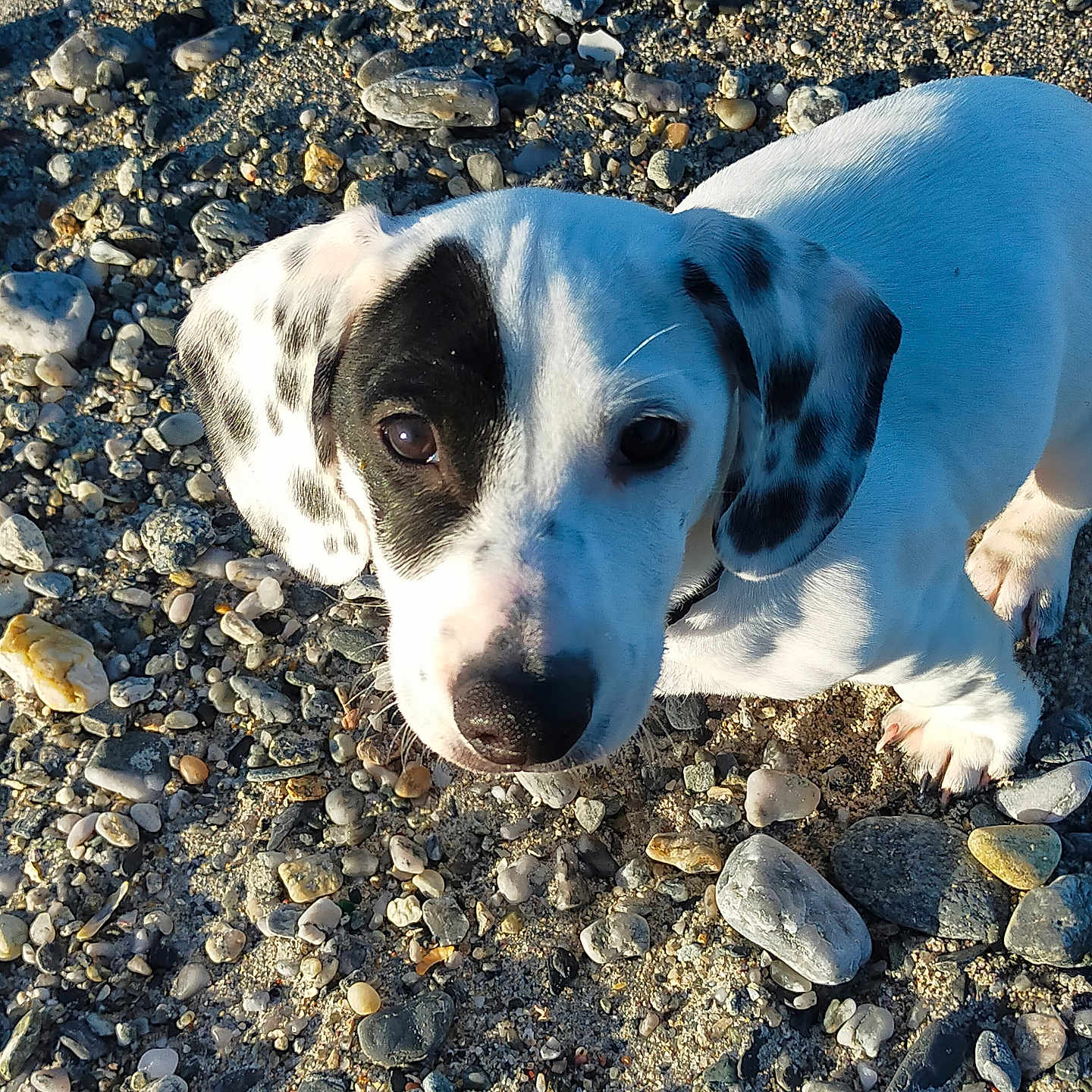 Scott participe au concours pour gagner de l'argent avec cette photo : animal, black_spots, close_up, cute, daylight, dog, ears, eyes, fur, looking_up, mammal, nature, nose, outdoor, pet, puppy, rocky_ground, small, white, young_dog