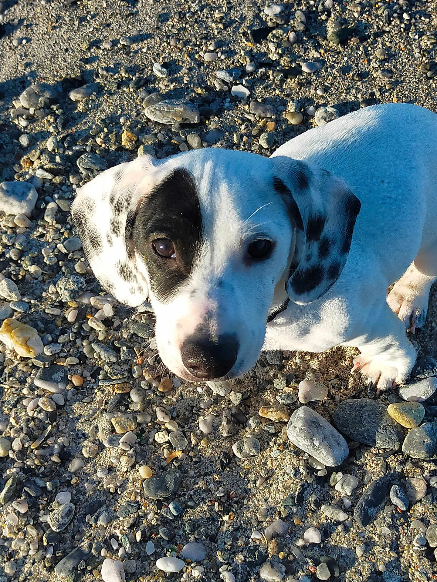 Scott participe au concours pour gagner de l'argent avec cette photo : animal, black_spots, close_up, cute, daylight, dog, ears, eyes, fur, looking_up, mammal, nature, nose, outdoor, pet, puppy, rocky_ground, small, white, young_dog