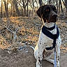 dog, animal, outdoor, forest, trees, sunlight, nature, pet, leash, sitting, canine, brown_eyes, harness, ground, autumn, bare_trees, daylight, wildlife, alert, quiet