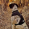 Azula joined the competition — help win amazing prizes! dog, spotted_dog, harness, sitting, dirt_path, dry_bushes, leafless_trees, sunset, golden_light, nature, outdoor, animal, pet, canine, quiet, scenery, woods, forest, back_view, peaceful