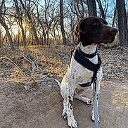 Azula is registered to the contest to win money with this photo: dog, animal, outdoor, forest, trees, sunset, leash, harness, dirt_path, nature, canine, brown, white, spotted, sitting, bare_trees, sunlight, woods, pet, daylight