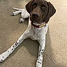 Azula is registered to the contest to win money with this photo: dog, canine, pet, brown, white, spotted, carpet, indoor, collar, lying_down, animal, mammal, fur, ears, nose, paw, looking, relaxed, domestic, portrait
