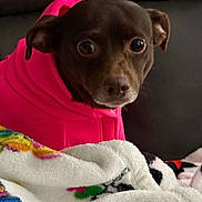Baby joined the competition — help win amazing prizes! animal, blanket, brown_dog, canine, companion, couch, cozy, curious, cute, dog, domestic_animal, fur, hoodie, indoor, pet, pink_clothing, portrait, seated, small_dog, wide_eyes