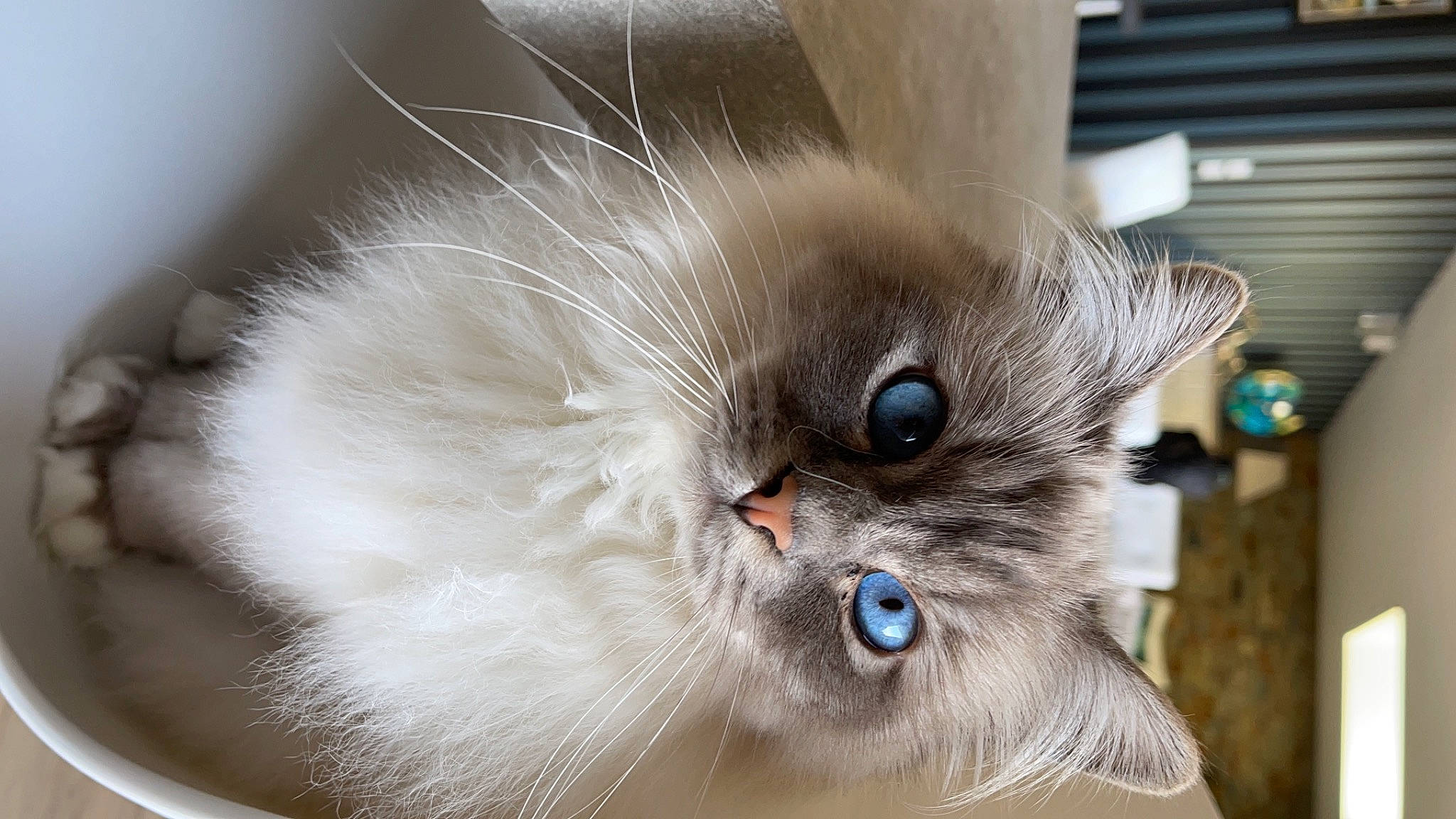 Mozart participe au concours pour gagner de l'argent avec cette photo : balinese, birman, british_longhair, carnivore, cat, claw, fawn, felidae, fur, paw, persian, small_to_medium_sized_cats, snout, terrestrial_animal, thai, tonkinese, whiskers