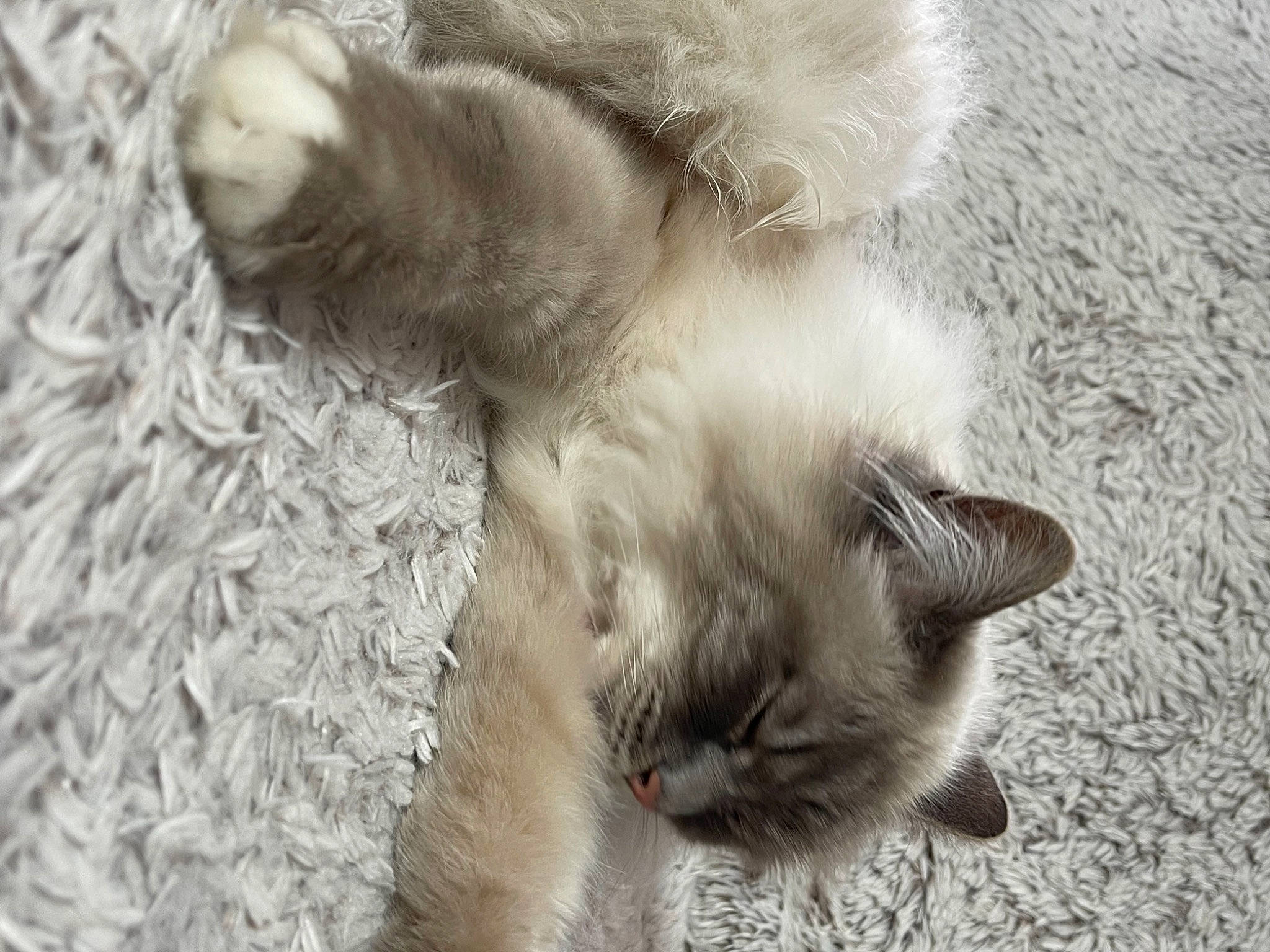 Mozart participe au concours pour gagner de l'argent avec cette photo : balinese, birman, carnivore, cat, claw, close_up, comfort, felidae, fur, mammal, nap, paw, siamese, small_to_medium_sized_cats, tail, terrestrial_animal, thai, vertebrate, whiskers, wildlife