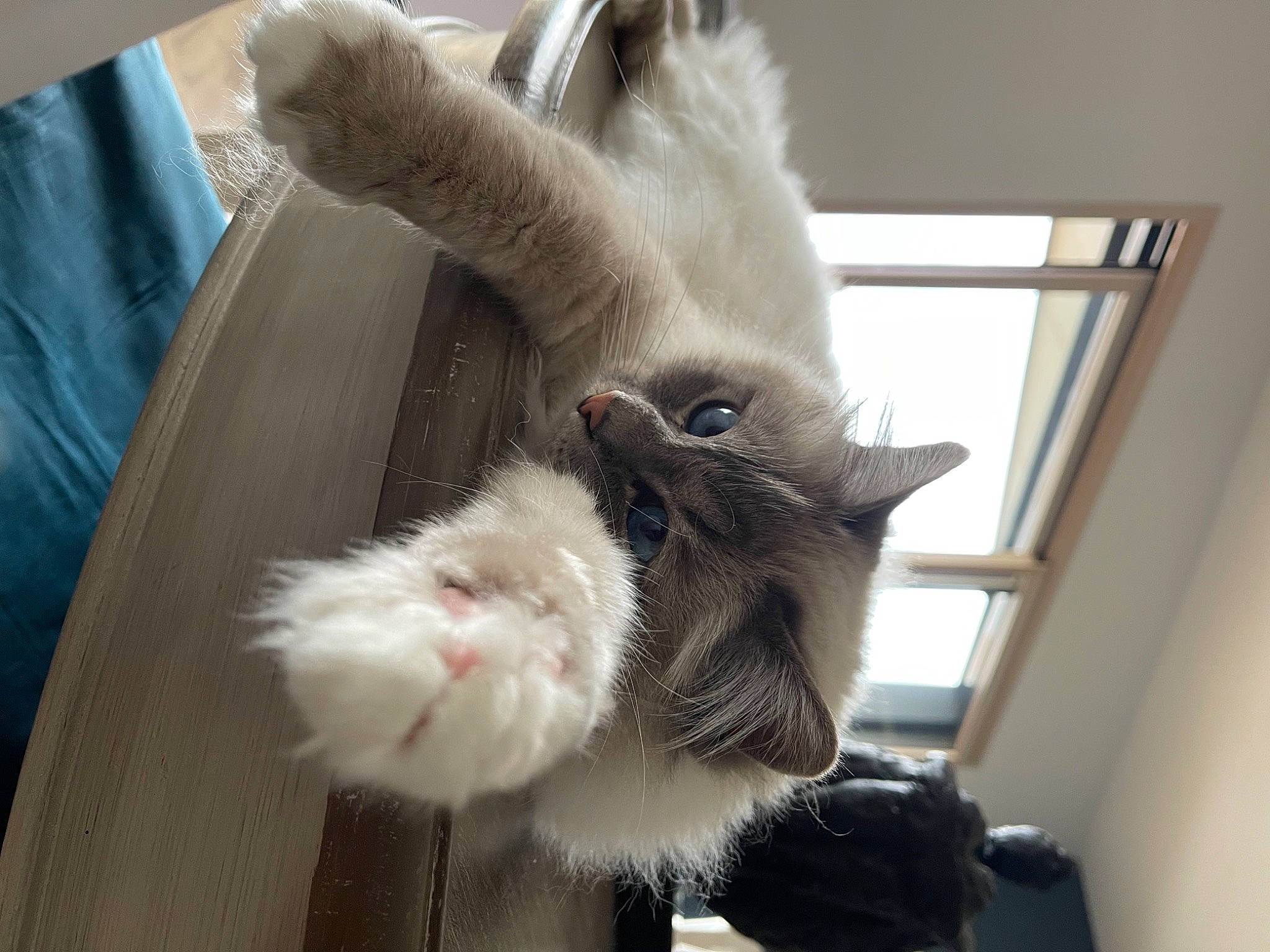 Mozart a rejoint le concours — aidez-le/la à gagner de superbes lots ! bag, balinese, camera, carnivore, cat, claw, comfort, companion_dog, domestic_short_haired_cat, fawn, felidae, fur, paw, siamese, small_to_medium_sized_cats, snout, tail, thai, whiskers, window